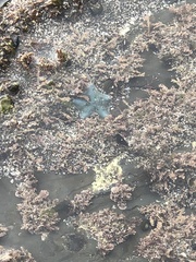 Patiriella regularis