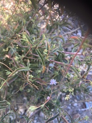 Epilobium brachycarpum