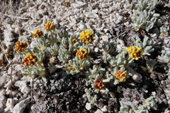 Eriogonum rosense
