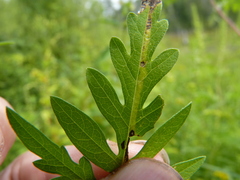 Pterygota