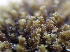 Grimmia torquata