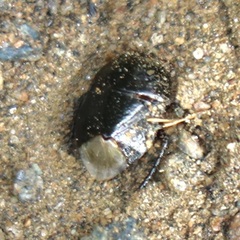 Pangaeus bilineatus