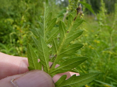 Pterygota