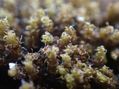 Grimmia torquata