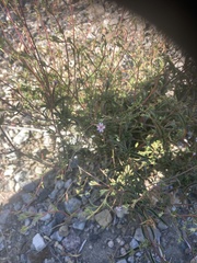 Epilobium brachycarpum