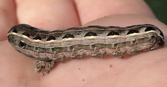 Spodoptera ornithogalli