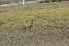 Vanellus chilensis