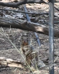 Otospermophilus variegatus