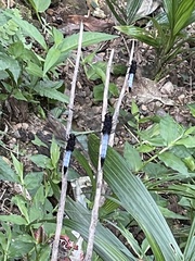 Orthetrum triangulare