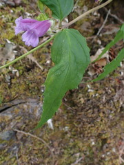 Nothochelone nemorosa