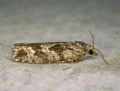 Zeiraphera canadensis