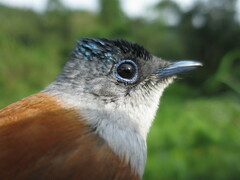 Terpsiphone atrochalybeia