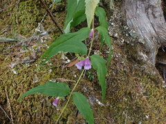 Nothochelone nemorosa