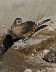 Coryphospingus cucullatus