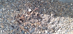 Paracardiophorus