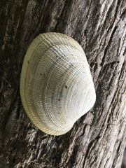 Veneridae