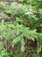 Picea rubens