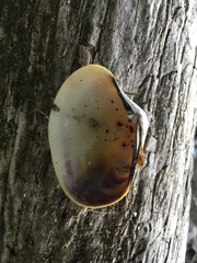Veneridae