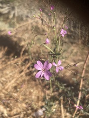 Epilobium brachycarpum