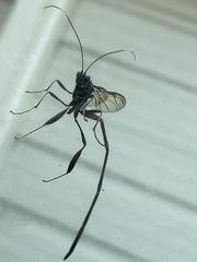 Pelecinus polyturator