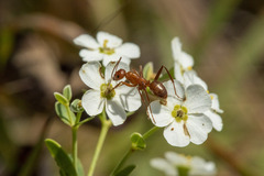 Formica pallidefulva