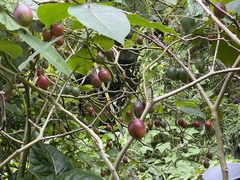 Solanum betaceum
