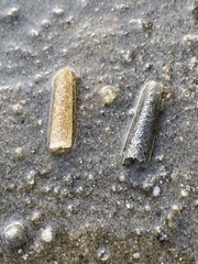 Pectinariidae