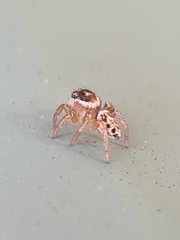 Maratus griseus
