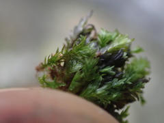 Fissidens ventricosus