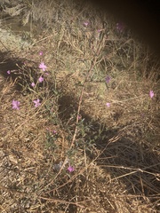 Epilobium brachycarpum