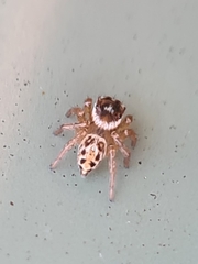 Maratus griseus