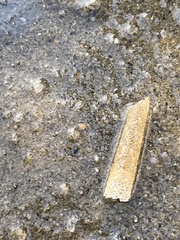 Pectinariidae