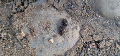 Paracardiophorus