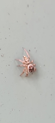Maratus griseus