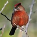 Red-crested Finch - Photo no rights reserved, uploaded by Hugo Hulsberg