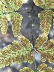 Gymnocarpium × intermedium