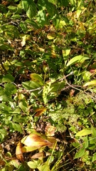 Cypripedium calceolus