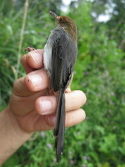 Prinia molleri