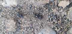 Paracardiophorus