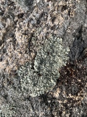 Lichinaceae