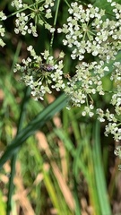 Augochlora pura