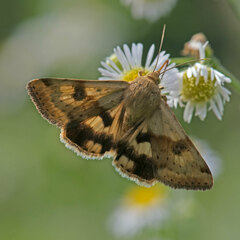 Heliothis maritima