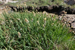 Carex spectabilis
