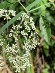 Augochlora pura