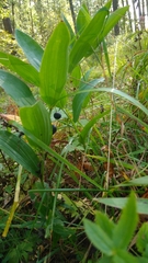 Polygonatum odoratum