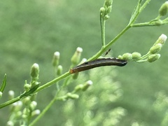 Spodoptera ornithogalli
