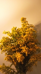 Asteraceae