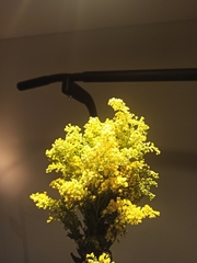 Asteraceae