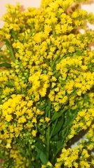 Asteraceae