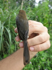 Prinia molleri